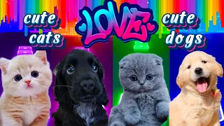 Cute Cats vs Cute Puppy Lady Gaga Bloody Mary Shakira Waka Waka Bongo cat vs dog -Tiles hop EDM Rush