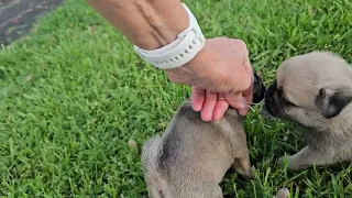 Penny's 4 wk old babies w/ identifying ribbons.