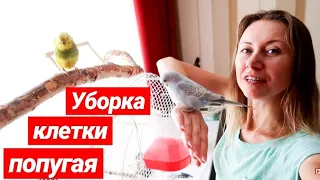 МОЁ СОДЕРЖАНИЕ ВОЛНИСТЫХ ПОПУГАЕВ🐥УБОРКА КЛЕТКИ