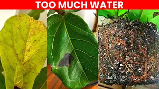 5 RED FLAGS That You're KILLING Your Fiddle Leaf Fig with Water!