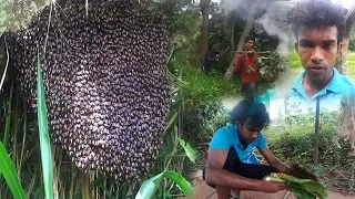 Survival In The Rainforest -duck Meet the giant bees Primitive Technology: Harvest Beehive and Honey