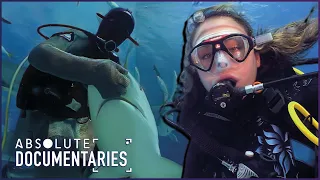 The Last Sanctuary for Sharks | Defying Danger, Thriving Against the Odds | Absolute Documentaries