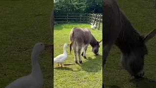 FARM TIME, FUN TIME 🐮🐮🐮🤠 #subscribetomychannel #farming #animals #londonlover