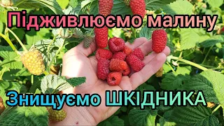 Підживлюємо малину та знищуємо шкідників. Чим підживити малину. Як знищити шкідника в малині і ожині