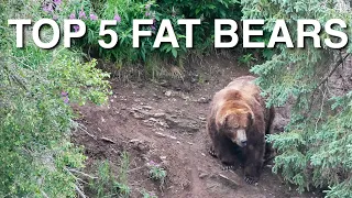 Top 5 Fat Bears - Katmai National Park