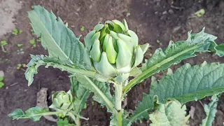 Как вырастить Артишок из семян в открытом грунте