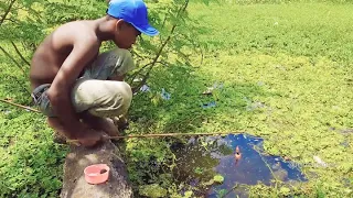 Best Baam fishing Technique|Fishing For Baam&Tilapia To Catch With Singal hook|Unique Fishing video