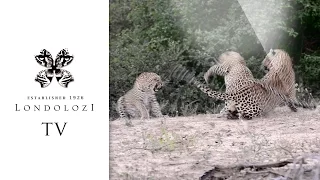 Mating trio- Londolozi TV