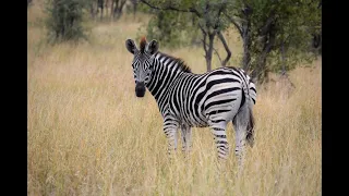 Legend of Zebra - South Africa Zebra Hunting