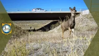 Wildlife Crossing Helping Mule Deer