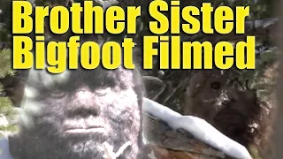 Brother Sister Bigfoot Filmed. Radium Sasquatch tribe