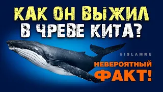 Как он выжил в чреве кита? Невероятный факт!