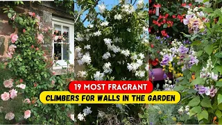 19 Most Fragrant Climbers for Walls in the Garden | Most Scented Vines/Creepers