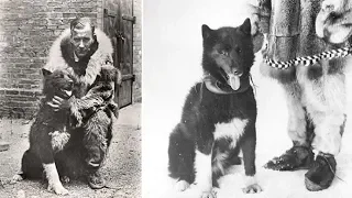 91 Years Ago, This Brave Dog Saved An Entire Town  How This Is Incredible…