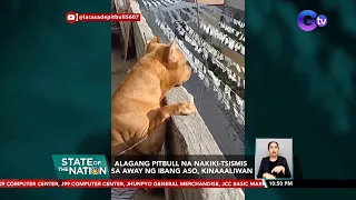 Alagang Pitbull na nakiki-tsismis sa away ng ibang aso, kinaaaliwan | SONA