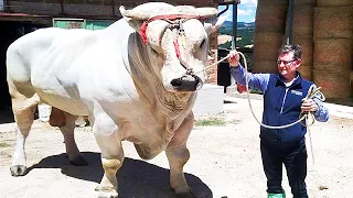 The Biggest Bulls of Chianina breed in the world | World's biggest cattle breed