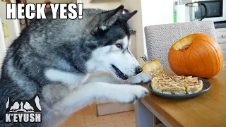 Arguing with My Husky About Pumpkin Waffles and the Mess He Made!