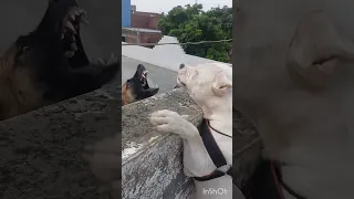 Don't Mess with My💪 Dogo Argentino🤘🏻😳 vs German shepherd dog #doglover #dogs #shorts #viral