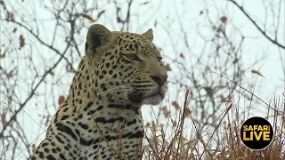 safariLIVE - Sunrise Safari - June 22, 2019