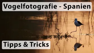 Vogelfotografie in Spanien - Tipps und Tricks (VLOG - Stelzenläufer im Gegenlicht und Grasmücken)