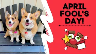 APRIL FOOL'S DAY SHENANIGANS! | Hammy & Olivia Corgi