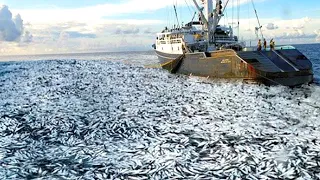 Big Net fishing, Seine Net Fishing Vessel - Fishing Trip on Trawler Caught Hundreds of Tons of Fish