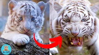 I'm A Big Kid Now || So Cute Baby Animal to Monster #5