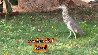 Pond Heron at Work #pondheron #paddybird #andhabagla #dhokribird #birdlovers #savebirds