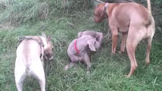 weimaraner, english bull terrier, and rhodesian ridgeback