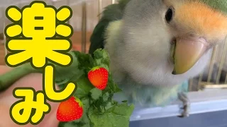 ぱせりの楽しみ　コザクラインコ　Rosy-faced lovebird 　Agapornis roseicollis