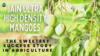 How JAIN Ultra High Density Mangoes are Changing the Game: A Success Story