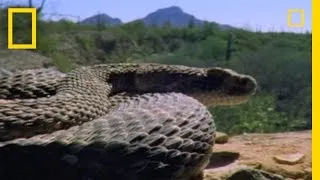 Rattlesnake Love | National Geographic