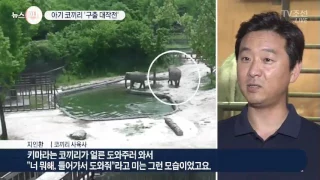 '물에 빠진 아기는 이렇게'…초보 엄마 돕는 이모 코끼리