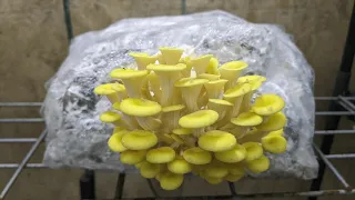Growing oyster mushrooms on paper waste