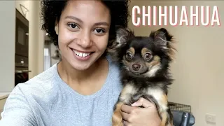 THE REALITY OF HAVING A CHIHUAHUA | Misconseptions about Chihuahuas uncovered