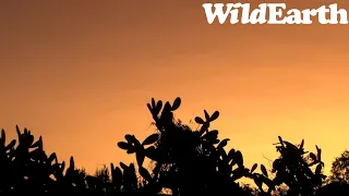 WildEarth - Sunrise  Safari - 12 July 2022