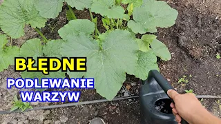 Błędne Podlewanie Warzyw - Jak Podlewać Warzywa - Pomidory, Ogórek, Cukinia, Marchew, Seler, Fasola.