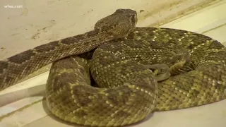 Taking you to the Sweetwater Rattlesnake Roundup