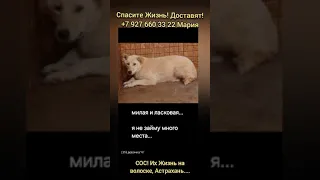 Спасите, пока они ещё Живы! Они так ждут спасения, ..так боятся умирать...сжальтесь,Люди!