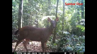 MY-Nature Story: Wildlife camera trapping - Pahang National Park 2015