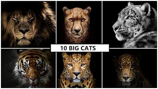 All big cat sounds | List of 10 largest cats | Best wild cats sound effects!
