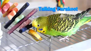 Parakeet speaks to and plays with yellow disk - TOO CUTE [4K]