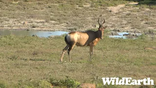 WildEarth - Sunset Safari - 15 Nov 2022