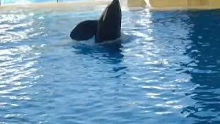 Orca Show, Loro Parque, Tenerife