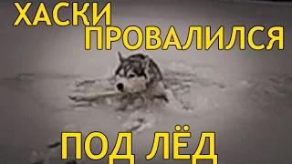 ХАСКИ ПРОВАЛИЛСЯ ПОД ЛЁД / HUSKY FELL UNDER the ICE