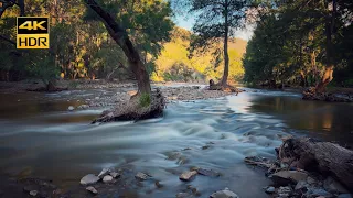Flowing river in Australia | 4K HDR 60fps Binaural audio, no loop | relax, sleep, study