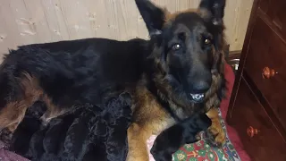 German shepherd (Freya) Giving birth to 9 puppies.- (First Litter).