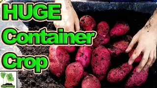 How to Grow Potatoes In Containers For High Yields