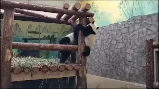 МамУся вЗялА меНя в Плен МоскОвскиЙ зооПарк🐼🤣👀🔥👍🥰DinDin and BaBy MOScow zoo🐼🤣👀🔥👍🥰