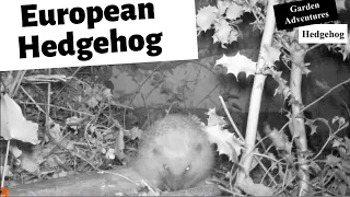 Hedgehog in our garden - Erinaceus europaeus - hedgehog running in the wild - wildlife garden